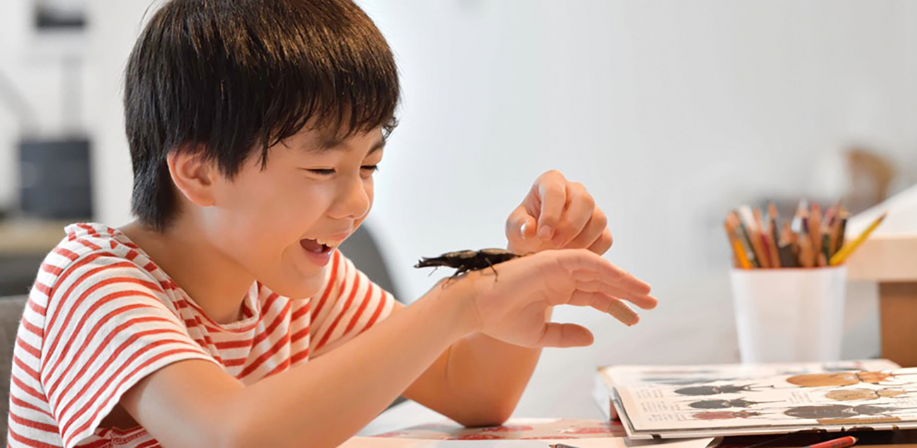 クワガタムシ飼育を楽しもう